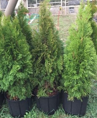 Black Nursery Pots, 3 Gal 5 PCS Pack, Plastic Garden Planters, Pots for Flower Seedlings, PP Injection Molded, Indoor Outdoor Plants Seedlings