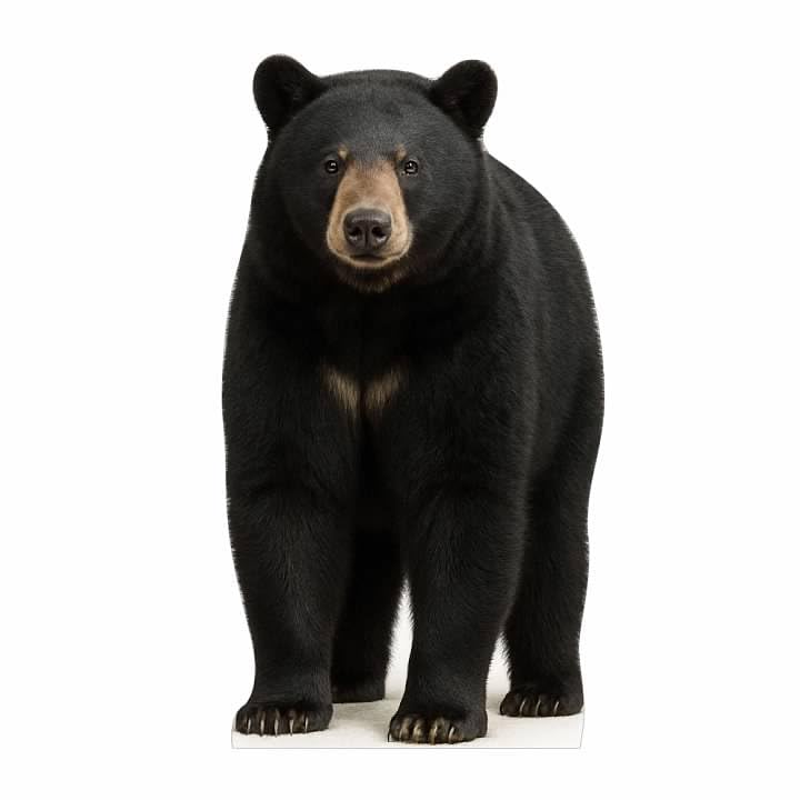 Image of Black Bear 4FT Life Size Cardboard Cutout - A Fun Animal Standup for Photo Booths, Birthday Parties, and Events