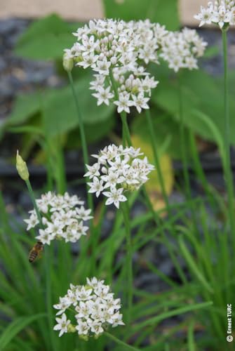 Allium neapolitanum (Multi-bulbe) / Ail de Naples/Conteneur de 1 à 1.9 litres/Vivace bulbeuse/Comestible