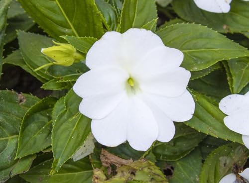 100PCS Dwarf White Impatiens Seeds Shade Garden Container Seeds Heirloom