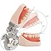 LVCHEN Dental Typodont Teeth Model - Practice Dentist Tooth Models for Dental Students Removable Teeth Suitable for Teaching Practice and Study with a Small Screwdriver