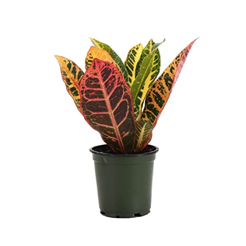 Thorsen's Greenhouse Live Petra Croton Plant, Codiaeum Variegatum...