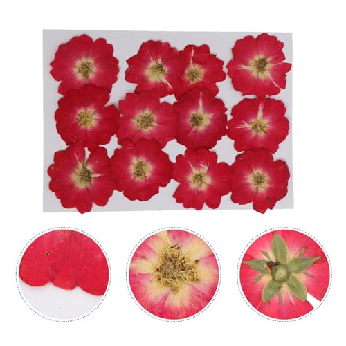 12 piezas flores secas prensadas para decoración DIY miniatura 7