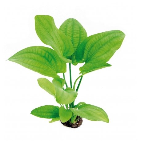 Großer Froschlöffel - Echinodorus Radican/Echinodorus Cordifolius, Aquarium-Pflanze