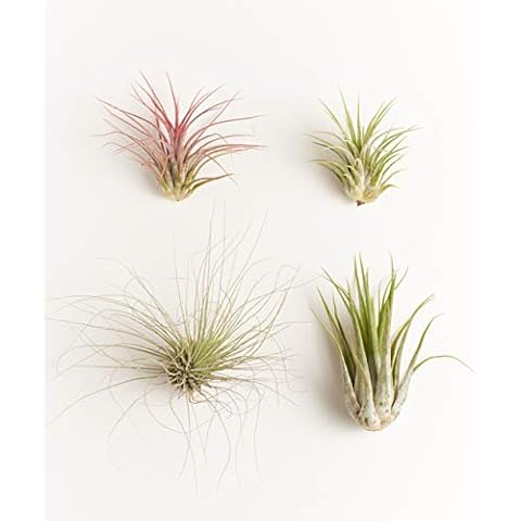 Shop Succulents | Assorted Collection | Variety of Species, Tropical House Plant for Home Décor, DIY Terrariums, 4-Pack Cover