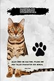 Bengal: alles über Haltung, Pflege und den tollen Charakter der Bengal Katze