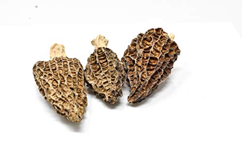 Slofoodgroup Dried Morel Mushrooms (Morchella Conica) Gourmet Morel Mushrooms (1oz morels) - Thumbnail 7