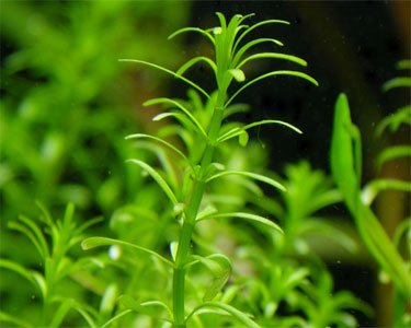 Rotala Boshii - Rotala sp. Nanjenshan - 1 Bunch - Live aquarium plant