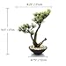 Tuokor Artificial Bonsai Tree 10.5 Inch Tall Small Docorative Cypress Faux Plants in Ceramic Pot