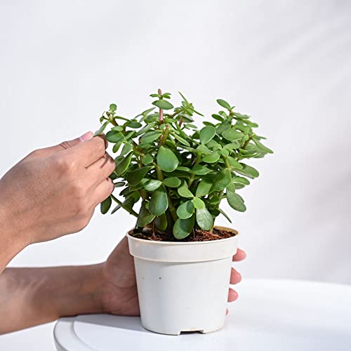 Image of UGAOO Combo of 2 Indoor Live Plants for Home Decor with Grow Pot - Money Plant Golden, Jade Plant