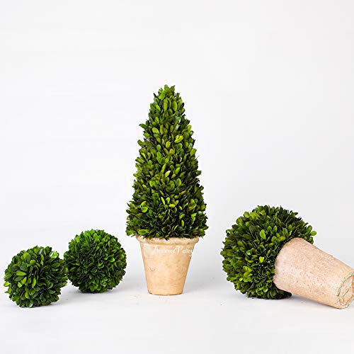 Real Boxwood Cone Topiary Preserved Natural Boxwood Plant Decor Green Boxwood Topiary For Home Office Bar Indoor Green Plant Decoration(Cone Tree Topiary, 17 Inch High) #TOP2