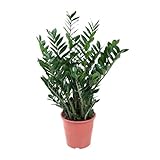 Zamioculcas Glücksfeder – 100cm – Große pflegeleichte Zimmerpflanze Ø21–24cm – Robuste Grünpflanze für Wohnzimmer, Büro & moderne Innenräume – Luftreinigend & dekorativ