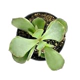 Cotyledon Papillaris Choco Line - 2/4 inch Unique Live Succulents - Small Indoor Plants - Gift for Plant Lover 2025 (Plastic Pot, 2 inch)