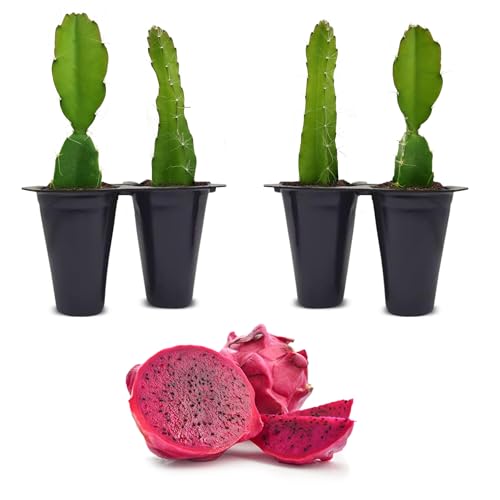 Dragon Fruit Edgar's Baby (4 Pack) | Real Live Fruit Plants for Sale | Rare Exotic Variety | Sweet Edible Fruit | Easy to Grow Live Plants for Organic Gardens. (Edgar's Baby)