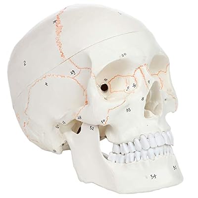 Axis Scientific Numbered Human Skull Model, 3 Part UK | Ubuy