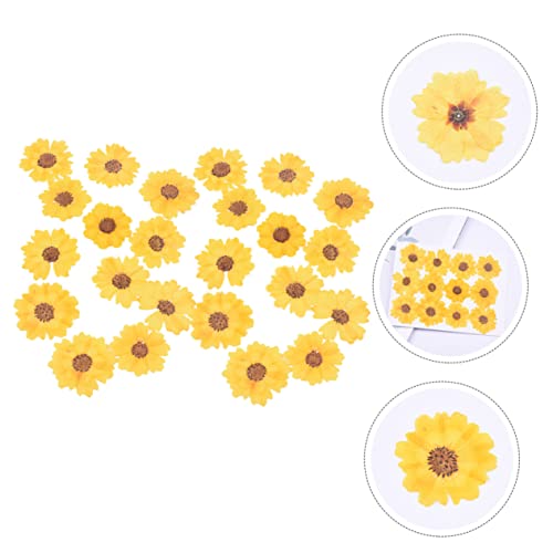 Flores Secas Daisy Pressed 120 piezas para Manualidades miniatura 6