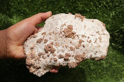 Image of Ammonites & Gastropods Plate Cretaceous Fossils Fossils from Morocco Fossil Rock ammonites Fossil from Morocco A207