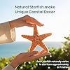 Nautical Crush Trading Real Starfish Decor - 2 Large Brown Sugar Star Fish (6-7in) - Starfish for Crafts - Star Fish Shells Decorations