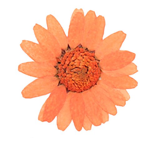 Fiori pressati, arancio margherita 40 pezzi . Art