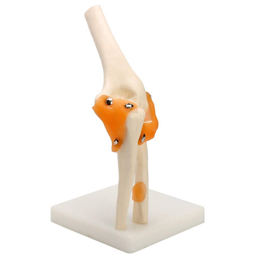 Model anatomiczny ludzki model stawu łokciowego anatomia anatomiczna stawu łokciowego Model medyczny ortopedia medyczne materiały dydaktyczne 12x12x39cm