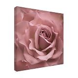 Wrapped Canvas Wall Art - Cora Niele 'Misty Rose Pink Rose' Wall Art for Living Room, Bedroom, or Office Décor - 24x24