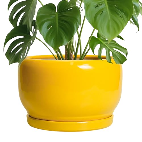 SQOWL Yellow Ceramic Planter