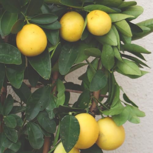 Meyer Lemon Tree - Sweet Citrus Fruit, Edible Peel, Fragrant Flowers - 18cm Pot - Thompson & Morgan