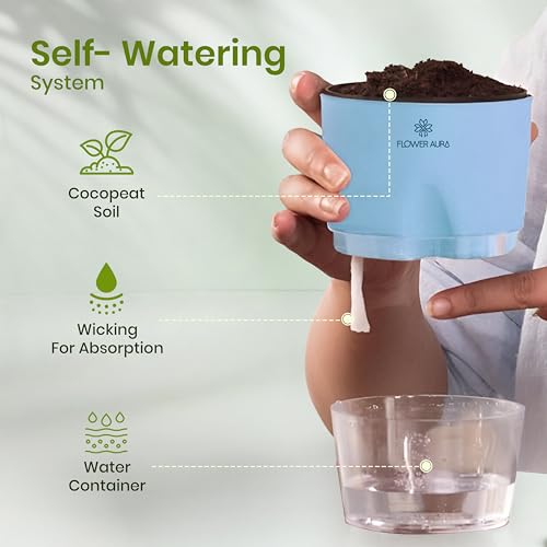 Image of FlowerAura Air Purify Live Indoor Golden Money Plant In Blue Self Watering Pot With Manure For Living Room, Balcony, Home /Office Decor | Premium Gifting | Improving Air Quality | Reducing Stress