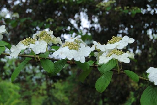 Serviceberry Seedlings for Planting - (Amelanchier arborea) Juneberry Bushes (3 Seedlings)