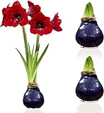 DUTCH BULBS EXCLUSIVE PLANTS FROM HOLLAND