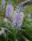 Camassia scilloides 250 Seeds