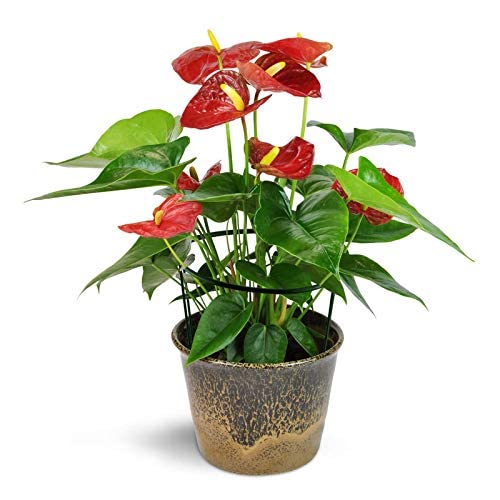 6 Stück Halbrunde Metall-Pflanzenstützen, 21x35 Cm – Grün Beschichtet, Für Rosen, Tomaten, Pfingstrosen & Mehr