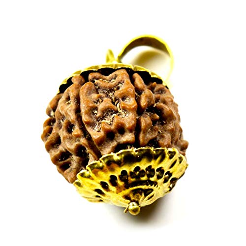 Pendentif Rudraksha 7 Mukhi népalais médaillon plaqué or graine de guérison