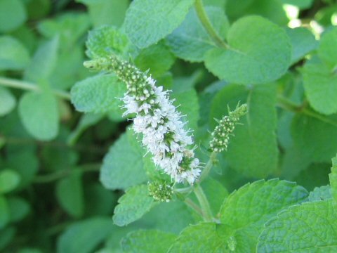 Clovers Garden Apple Mint Herb Plants- Two (2) Live Plants - Non-GMO - Not Seeds -Each 4\"-8\" Tall- in 4 Inch Pots, Hardy, Easy to Grow