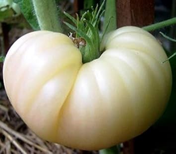 Seeds Great White Tomato - Giant - Heirloom Vegetable - GMO Free