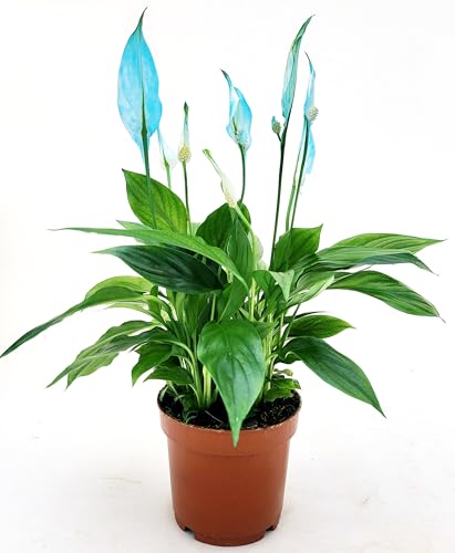 POWERS TO FLOWERS - SPATIFILLO MULTIFLORA COLOR LIFE BLU, VASO 12cm DIAMETRO, altezza 30CM, Pianta Vera