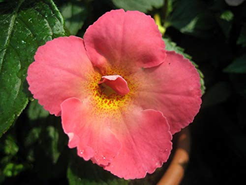 Preisvergleich Produktbild Portal Cool Samen Paket: Achimenes 'Clementine' Rhizome 1 Stück, fri !! (209)