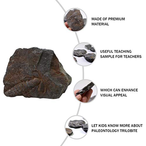 ULTECHNOVO Espécime Fóssil Trilobita Ornamento Decoração Parágrafos Paleontologia Entusiastas de Ens