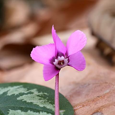 Easy to Grow Cyclamen 'Coum' Plant Bulbs (3 Pack) - Pink-Purple Flowers Above Silver-Green Foliage Winter to Spring Gardens Indoor Outdoor Cover