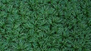 Ophiopogon Japonicus Mondo Grass, Dwarf Ornamental Groundcover, Green, Live Plants for Garden Borders, Shade Tolerant (2.5" Pot/Set of 54)