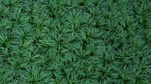 Ophiopogon Japonicus Mondo Grass, Dwarf Ornamental Groundcover, Green, Live Plants for Garden Borders, Shade Tolerant (2.5