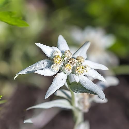 400 pcs Edelweiss Pflanze Im Topf Samen Kräuter, Bonsai (Leontopodium Alpinum) Wildblumenwiese Saatgut Mehrjährig, Seed Schnittblumen, Exotische Pflanzen Blumen Für Balkon, Bio Saatgut – Bild 3