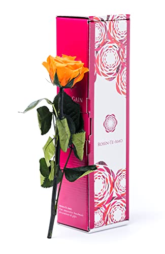 Rosen-Te-Amo | Infinity Rosen am Stiel Orange Rosenduft | Echte Rose Geburtstagsgeschenk für Frauen, Ewige Rose in Geschenkbox| Konservierte Blume zum Weihnachten, Valentinstag, Mama, Deko Geschenk