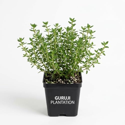 Guruji Plantation Thyme Global Live Herbal Plant for Home and Gar...