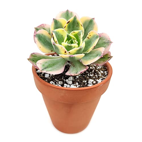 Aeonium Sunburst 2 Inch | Premium Colorful Collection Of Live Aeonium Succulent Plants | Healthy Rosettes Succulents Fully Rooted In 2/4/6 Inch Sizes | Mother's Day Gift Rare Varieties #TOP5