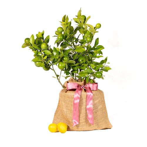 How to make bonsai lemon tree at home