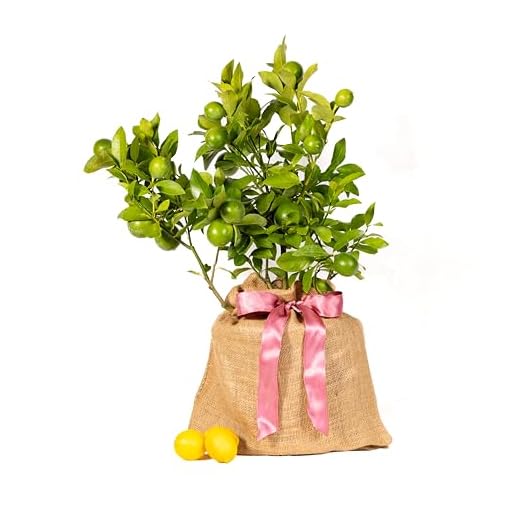 Meyer Lemon Gift Tree for Mother's Day
