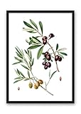 Kunstdruck Din A4 ungerahmt - Olive Olivenzweig Blatt 