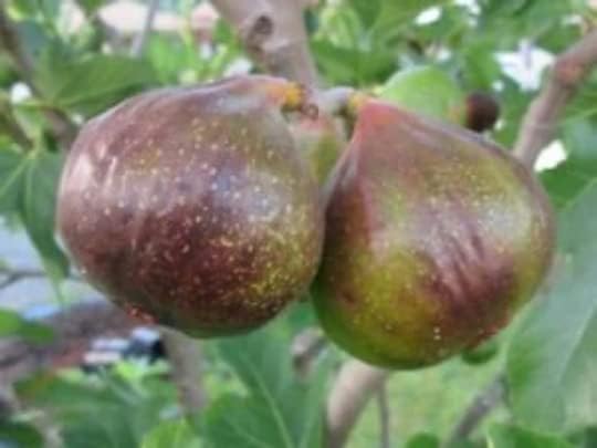Olympian Fig Plants in 4 Inch Containers, Well Rooted and Sturdy! Plant Now, get Roots Established for Fast Growth Next Year (2)