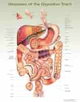 洋書 The Gastrointestinal System 洋書 The Gastrointestinal System 洋書 The Gastrointestinal System